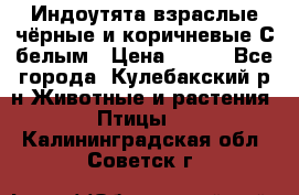 Индоутята взраслые чёрные и коричневые С белым › Цена ­ 450 - Все города, Кулебакский р-н Животные и растения » Птицы   . Калининградская обл.,Советск г.